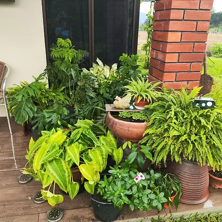Mai Paddy Cottage, Balik Pulau